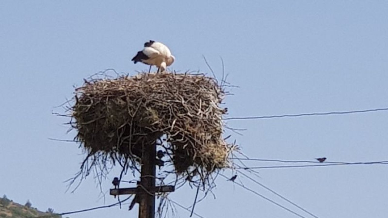 İslahiye'nin Kalaycık Mahallesi 10 yıldır leyleklere ev sahipliği yapıyor