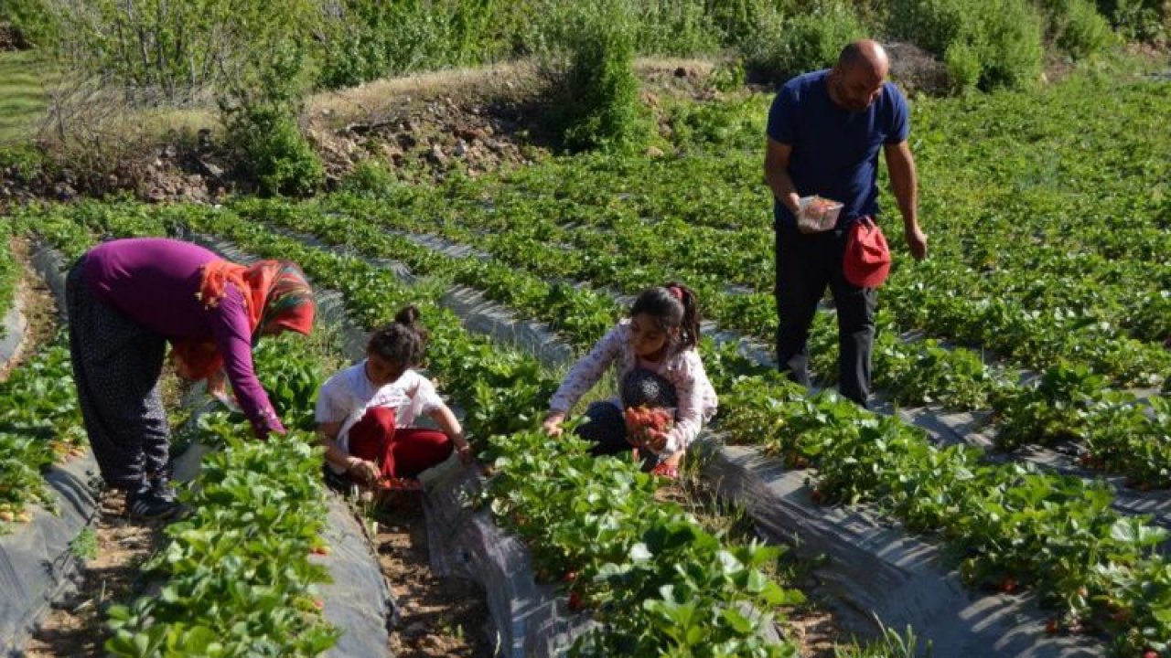 Gaziantep'te Amanosların eteğinde yetiştirilen çileğin hasadı başladı