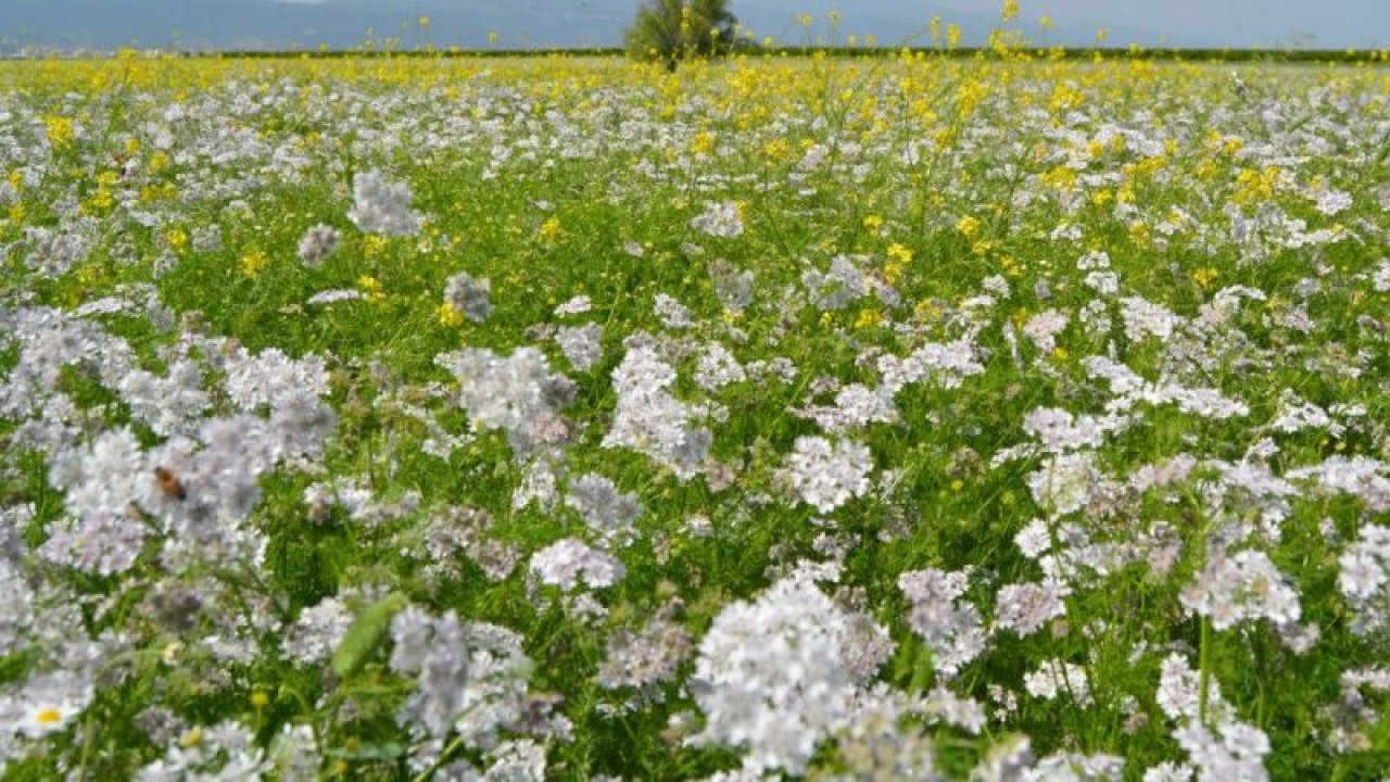 Suriyeli çiftçiler kişniş ve çörek otu ekti