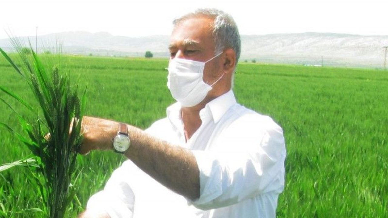 Araban’da firik hasadı başlıyor