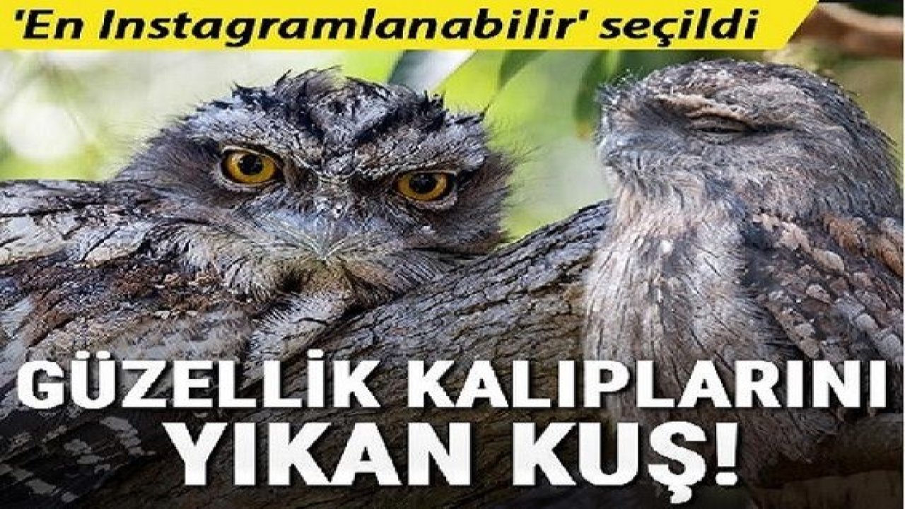 Sosyal medyanın güzellik algısını tersine çevirdi… İşte en ‘Instagram'lanabilir’ kuş frogmouth!