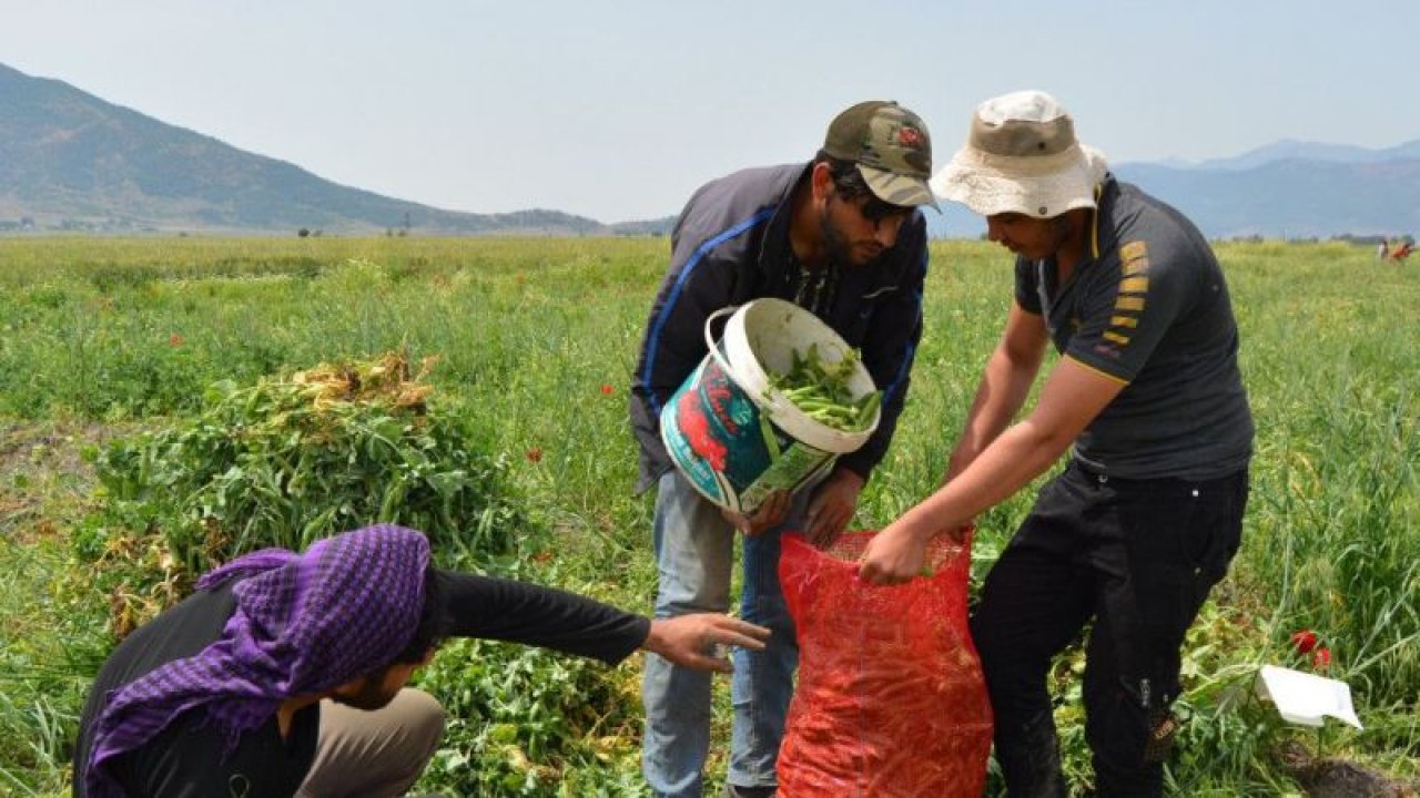 Gaziantep'te bezelye hasadına başlandı