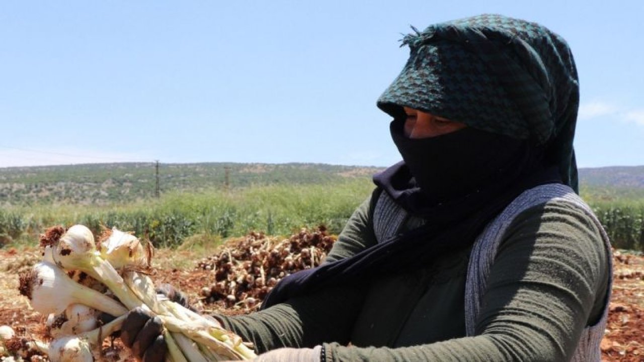 Video Haber...Gaziantep'te tarım işçilerinin bayram mesaisi