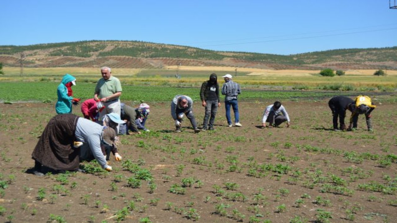 İslahiye Ziraat Odası Başkanı Köse, mevsimlik tarım işçilerini ziyaret etti