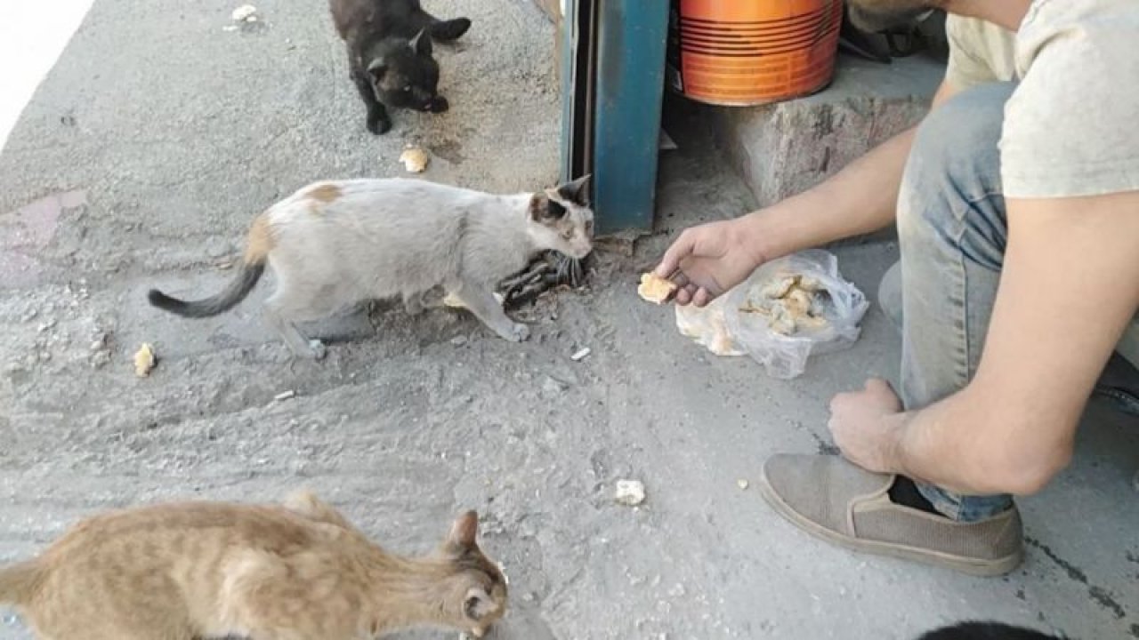Aç kalan kedileri vatandaşlar elleriyle besledi