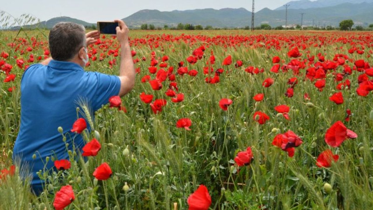 Gaziantep'te buğday tarlalarında açan gelincikler güzel görüntüler oluşturdu