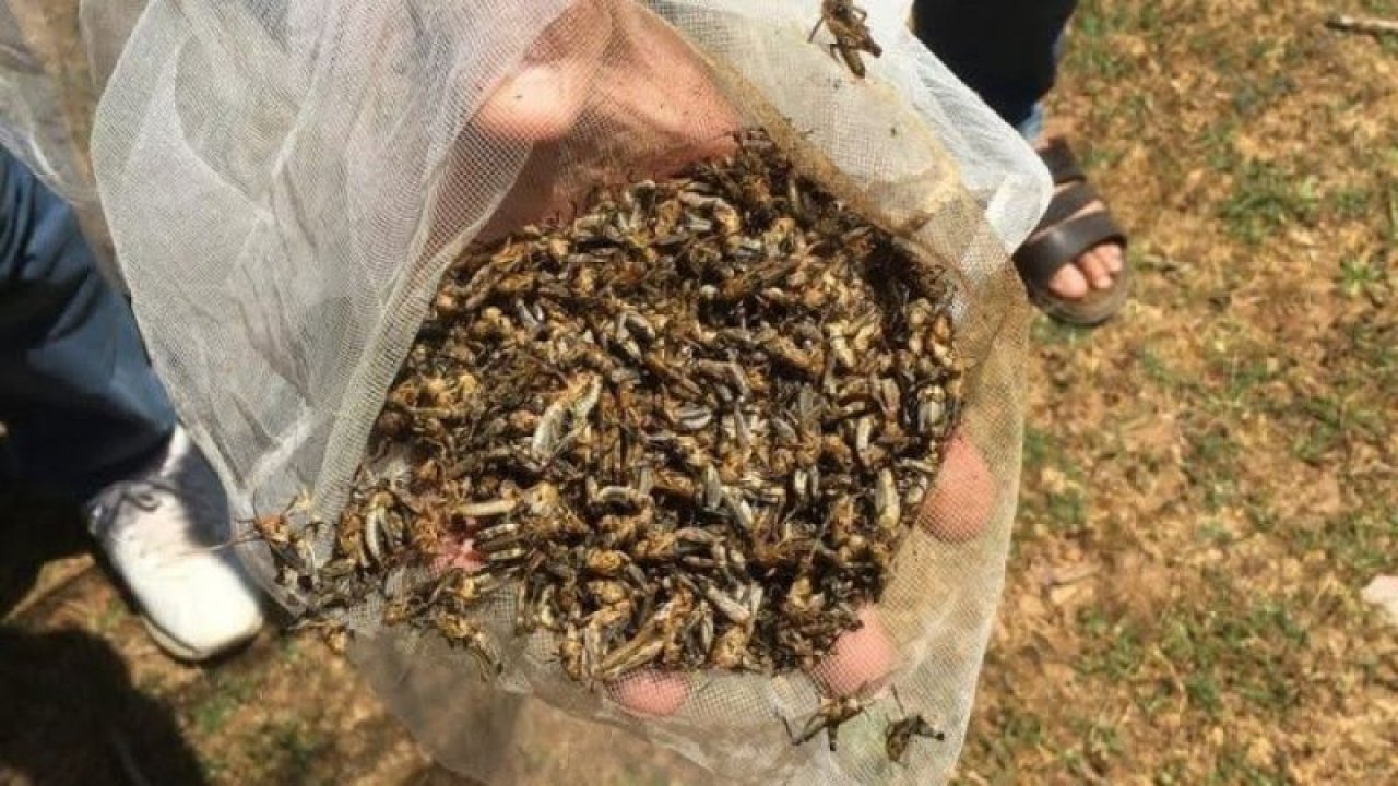 Son Dakika...Gaziantep'te 6 mahalleye yayılan çekirge istilasına karşı mücadele başlatıldı