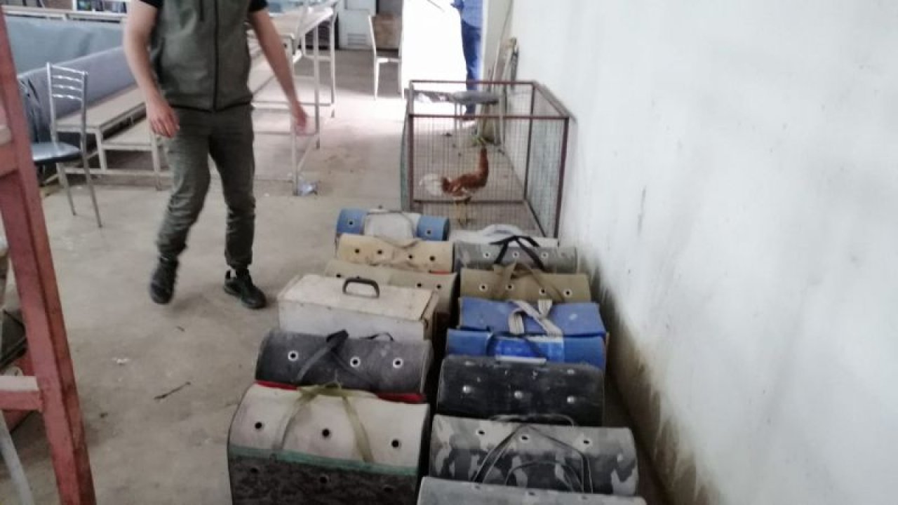 Horoz dövüştüren 8 kişiye 116 bin lira ceza kesildi