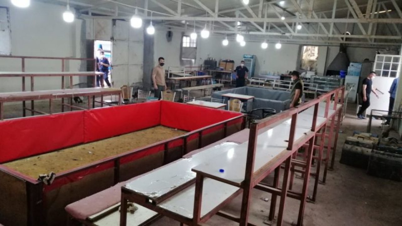 Tam kapanmada horoz dövüştürenlere jandarmadan baskın