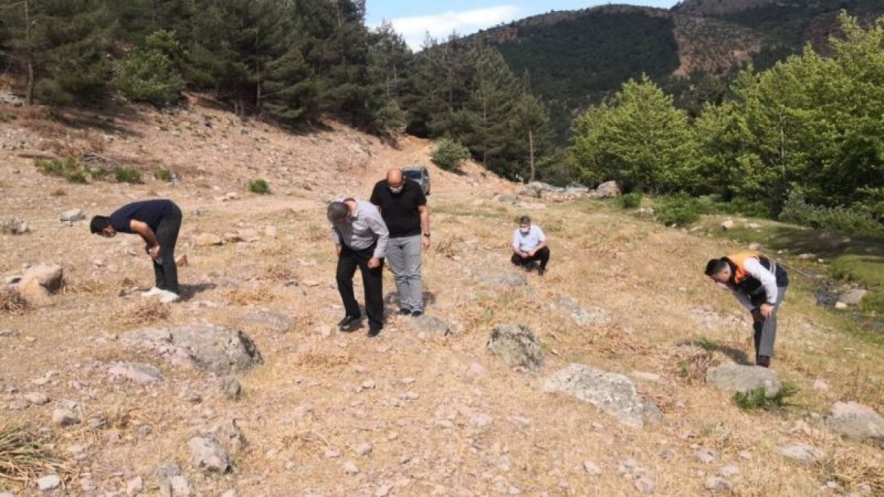 İslahiye’de çekirge istilası sona erdi