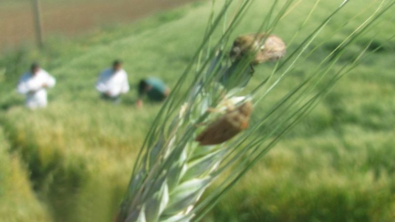 Araban’da süne uyarısı