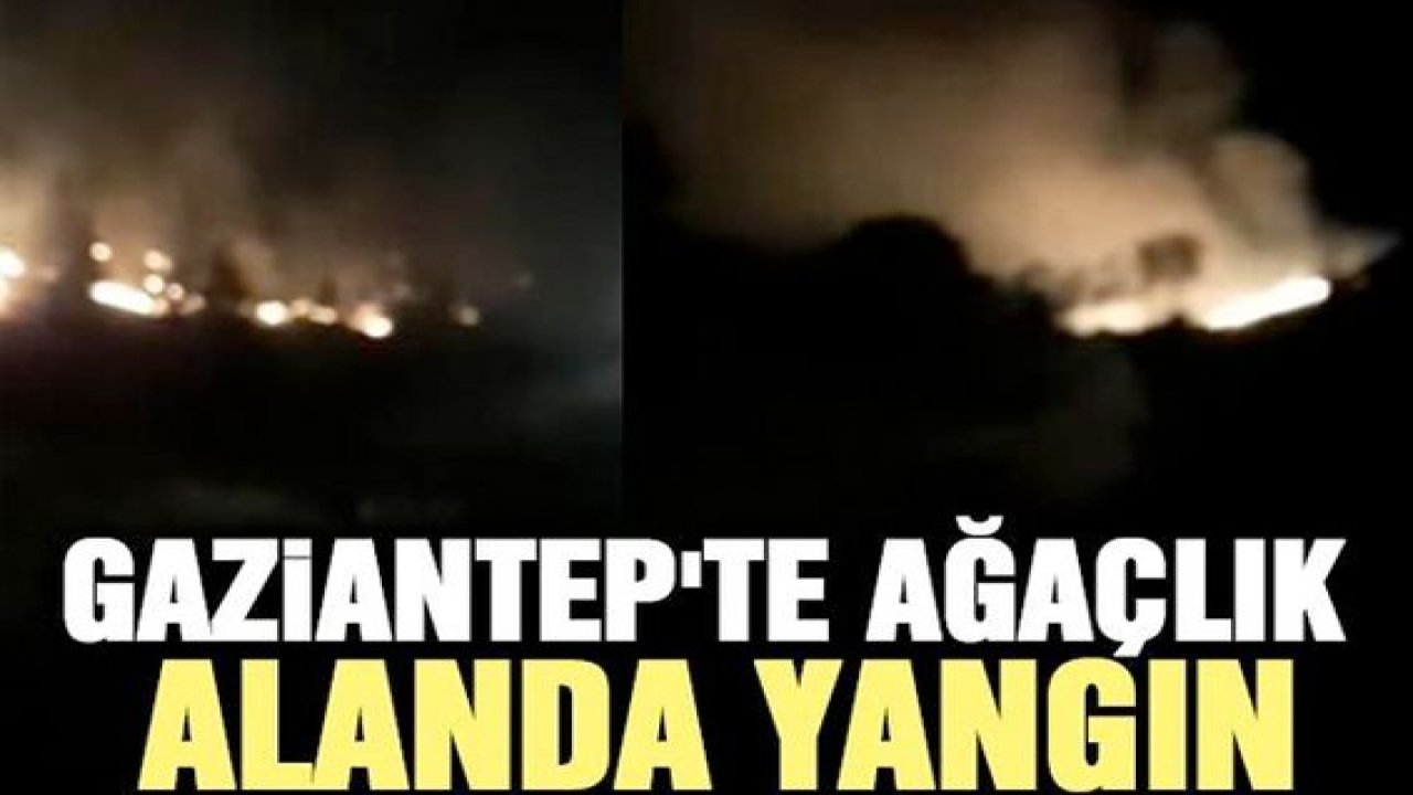 Gaziantep'te ağaçlık alanda yangın