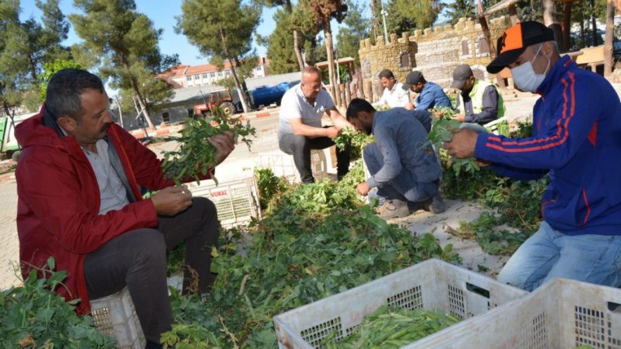 Foto Haber...İslahiye'de Bezelye Hasadı Başladı