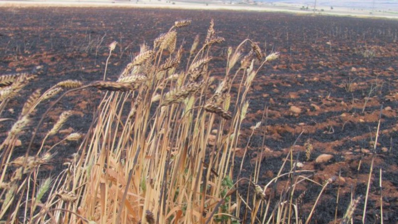 Son  Dakika...Gaziantep'te 52 dönüm ekili tarla yandı...