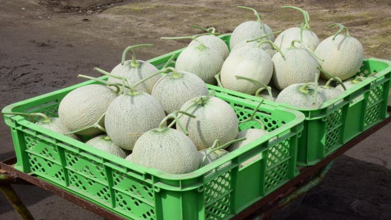 Japonya'daki kavun açık artırmasında dudak uçuklatan teklif