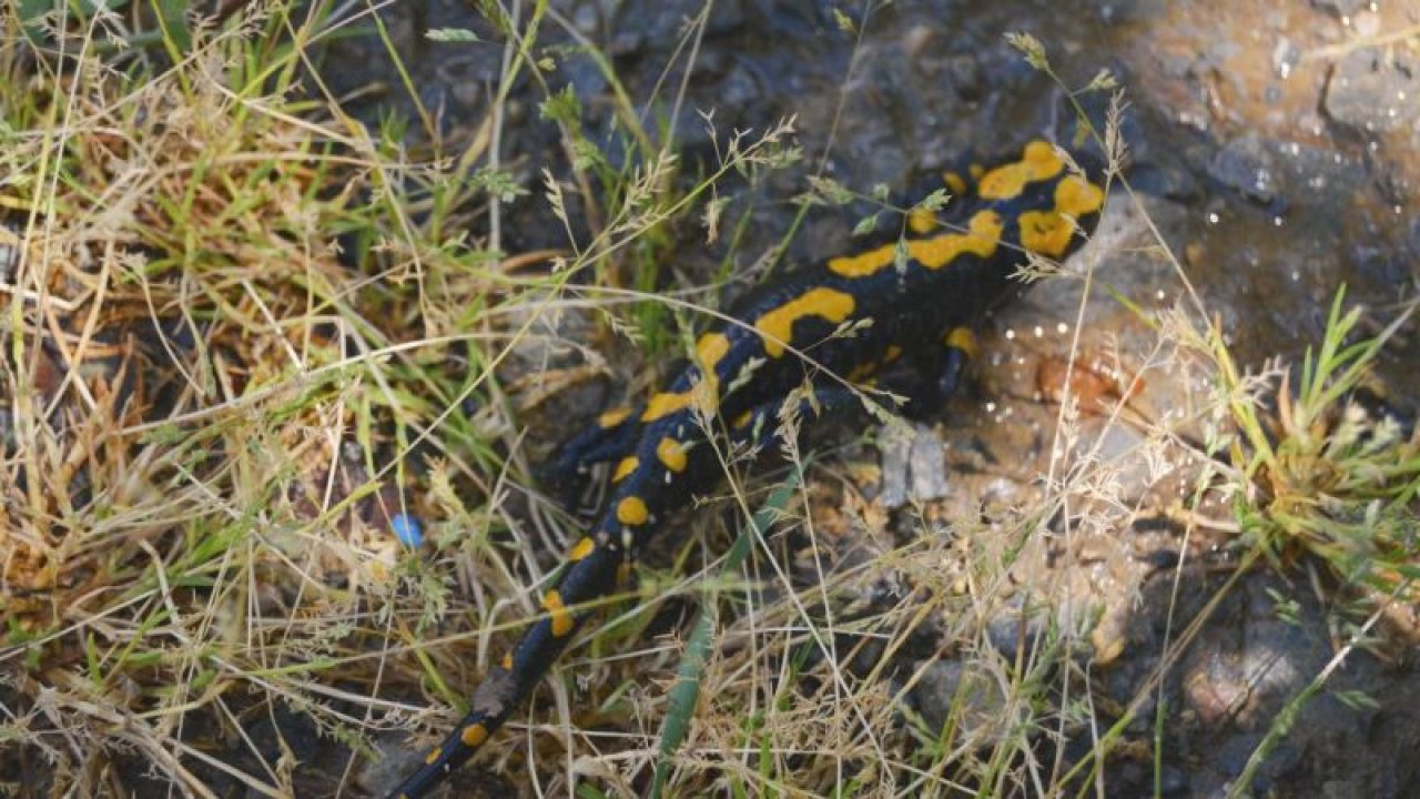 "Sarı benekli semender" görüldü