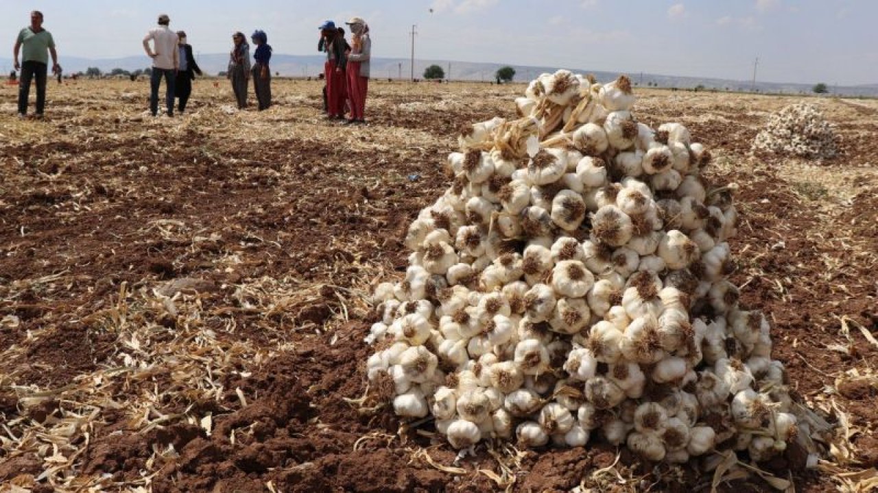 Araban sarımsağında hasat sürüyor