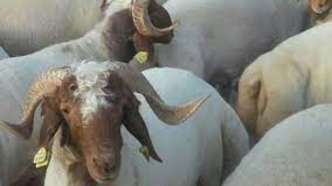 SON DAKİKA !! Gaziantep'te 2021 yılı Büyükbaş ve Küçükbaş hayvan fiyatları açıklandı