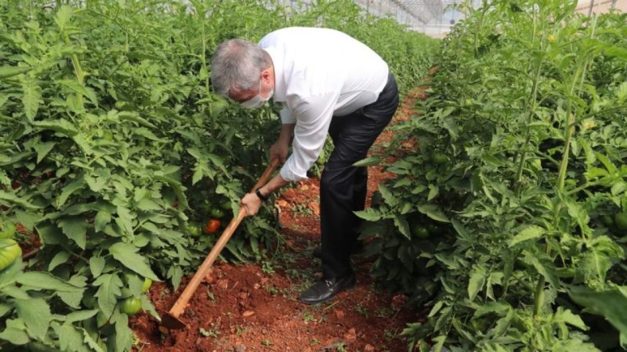 Başkan Tahmazoğlu Fide Hasadına Katıldı