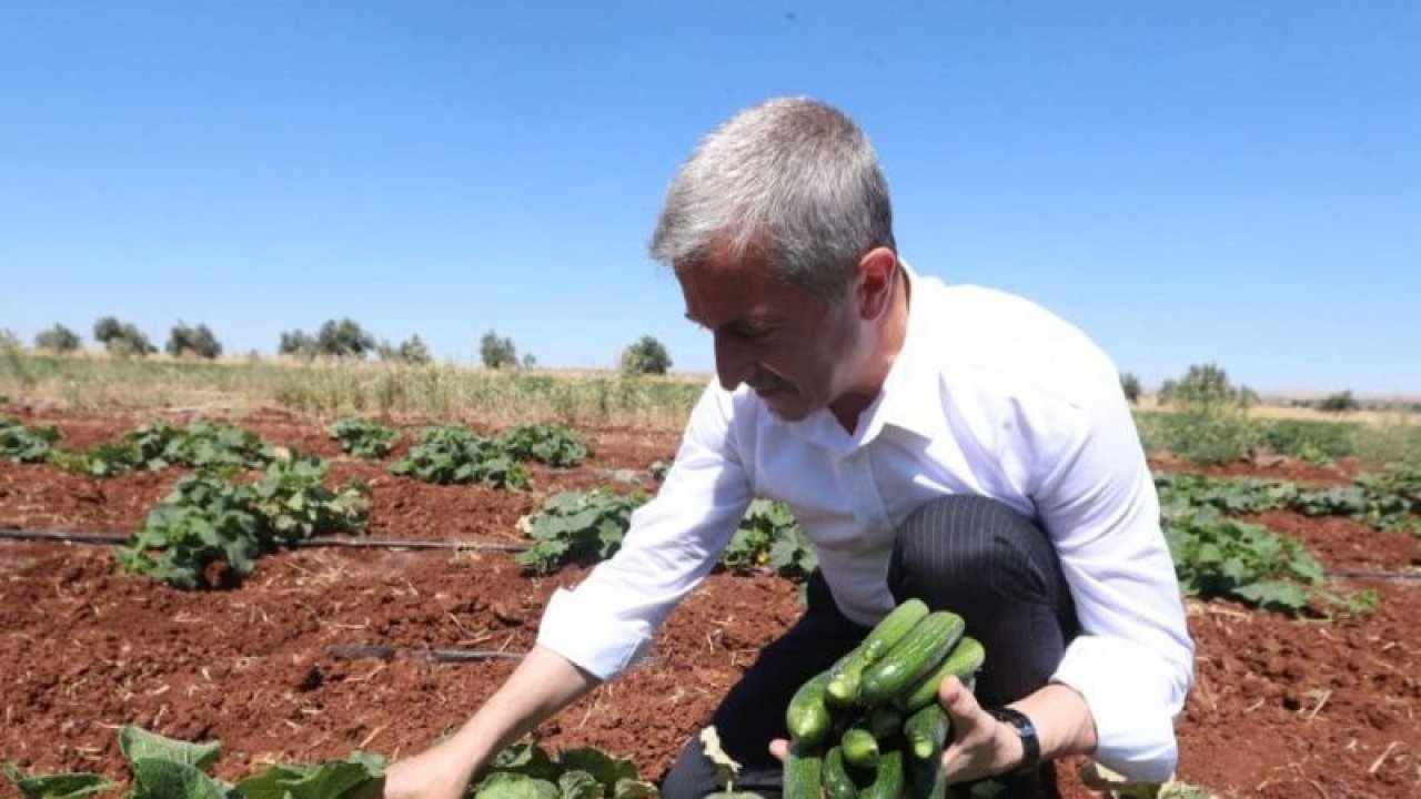 Tahmazoğlu, dağıttığı sebze fidelerinin hasadına katıldı