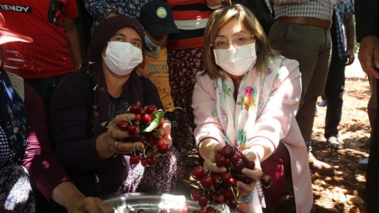Büyükşehirden kiraz üreticilerine destek