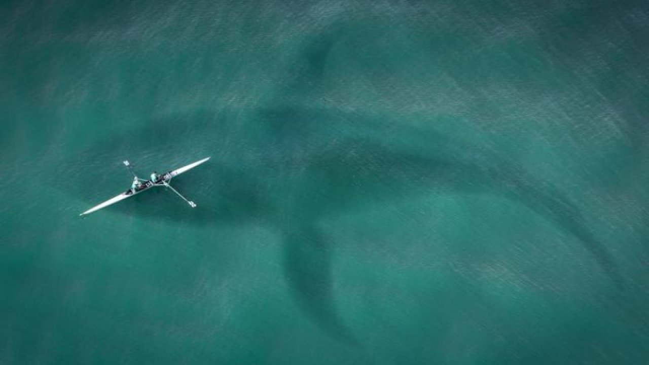 Bilim insanları araştırdı: Köpekbalıklarının yüzde 90'ının gizemli bir şekilde yok olmuş