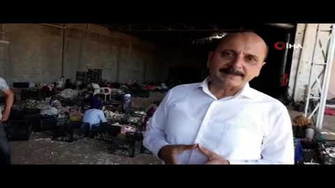 Sarımsak üreticilerine uyarı