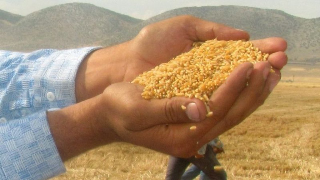 Dev makarnacıların peşinde olduğu Araban buğdayı hasadı başladı