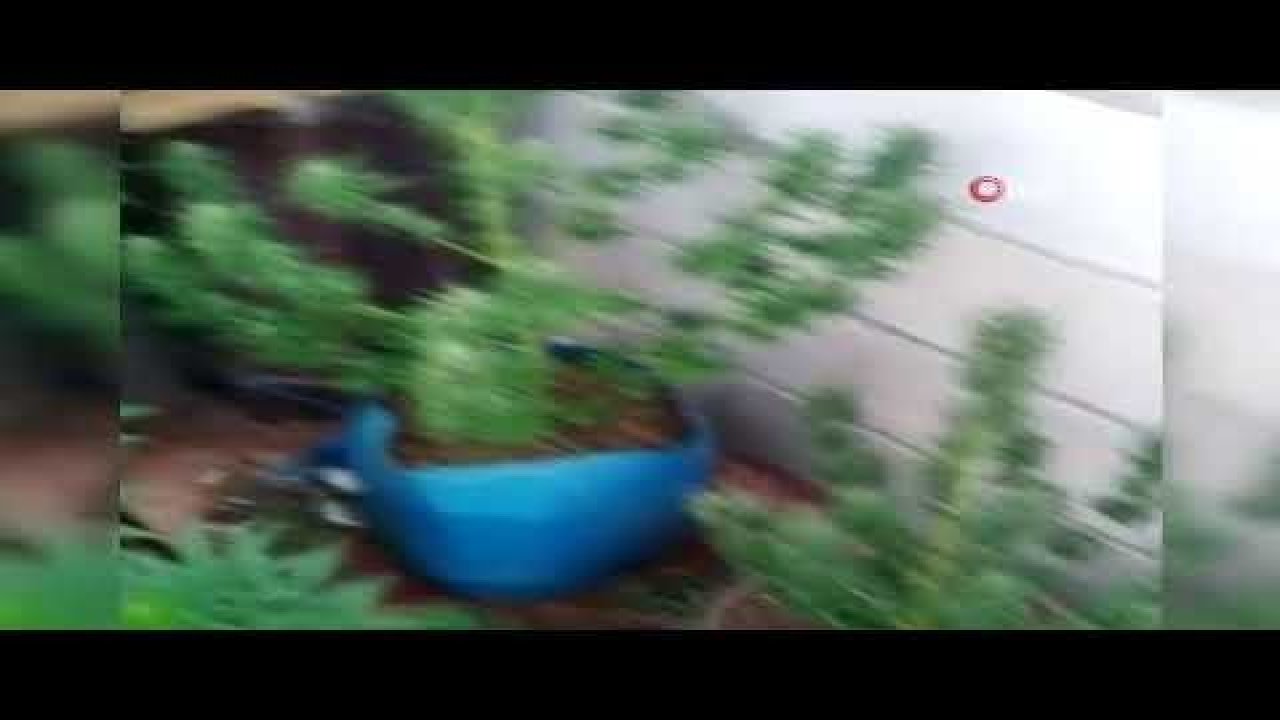 Evin çatısını uyuşturucu serasına çevirdi, jandarmaya yakalandı