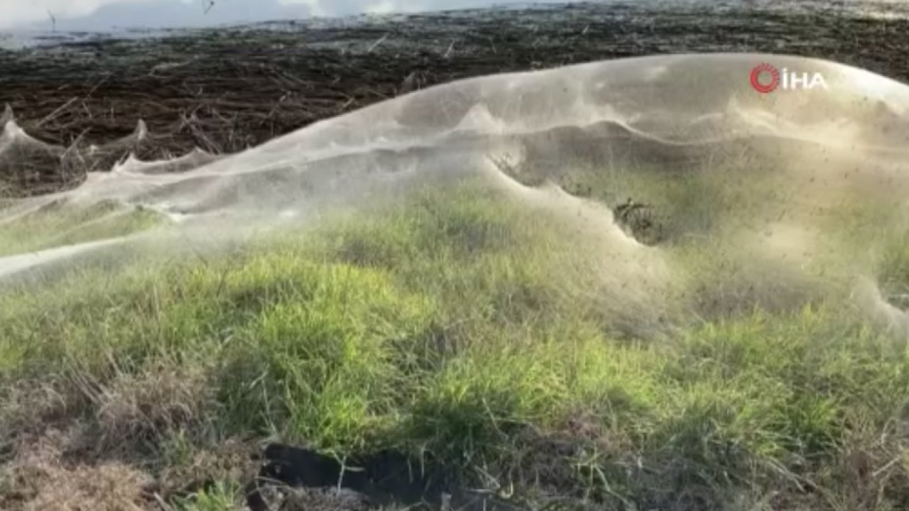 Avusturalya’da sel bölgesini dev örümcek ağları kapladı