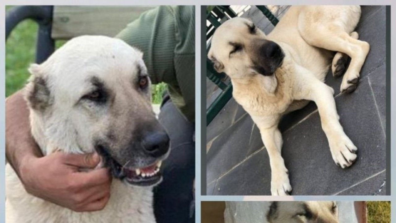 Çiğdem’in köpeği hala kayıp