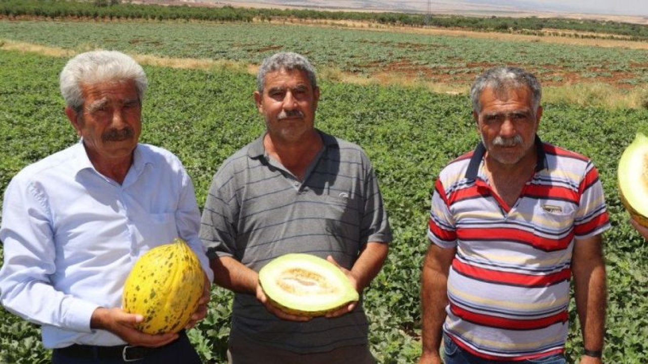 Mevsimin ilk Araban kavunu 25 gün erken yetişti