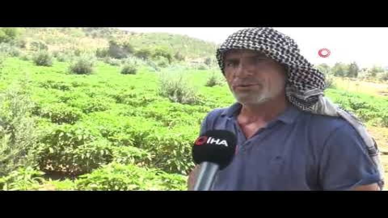 Biber üreticileri hasada hazırlanıyor
