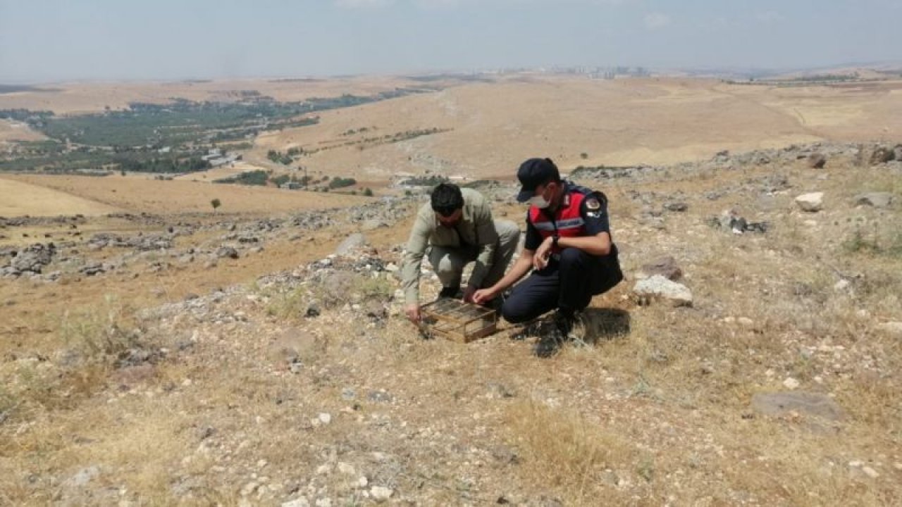 Özel düzenekle saka kuşu avlayan kaçak avcılar jandarmaya yakalandı