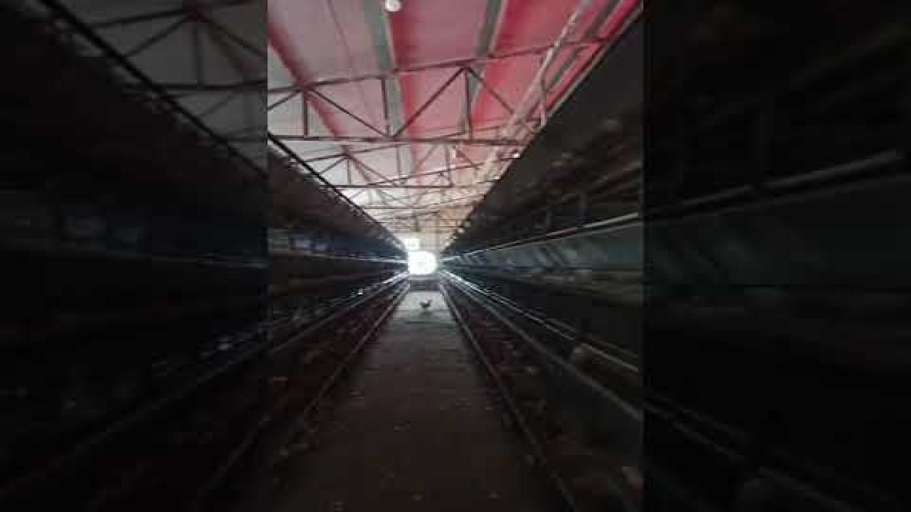 Özel Haber...Son Dakika...Video Haber...Elektrik kesintisi vahşeti...8 Bin Tavuk Telef Oldu