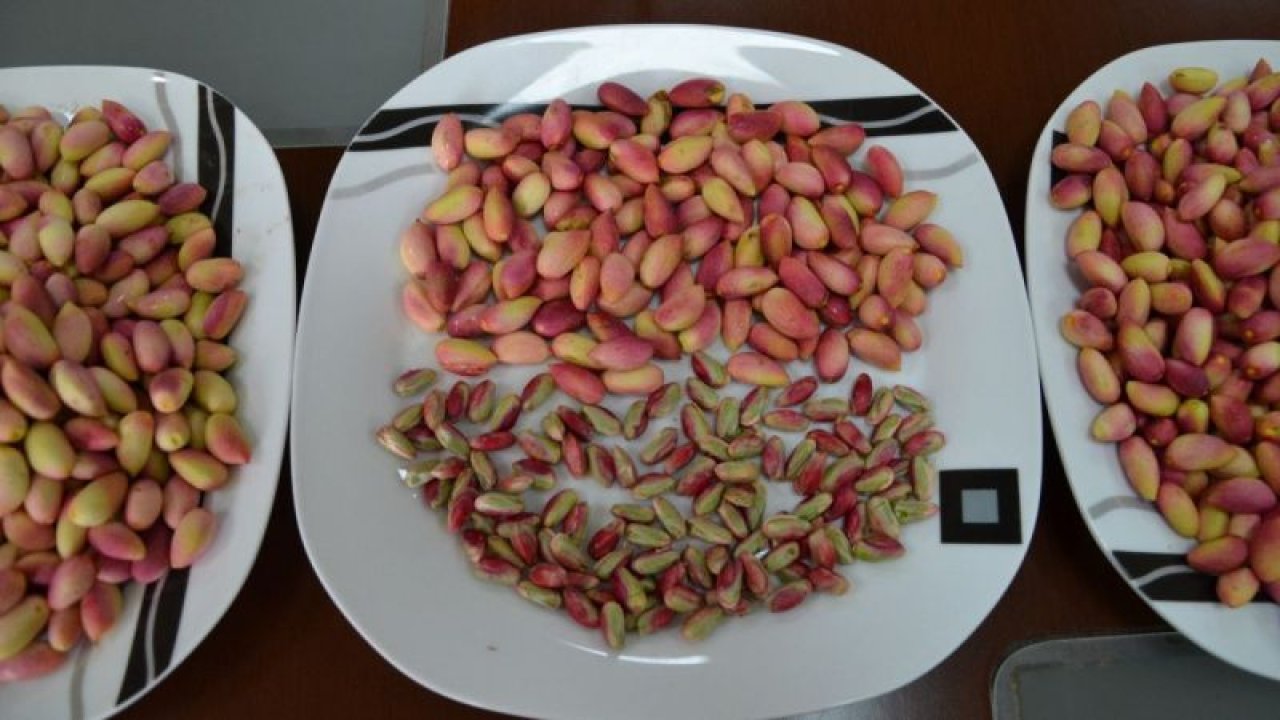 Yılın ilk  Antep fıstığı yetiştiricisi ödüllendirildi