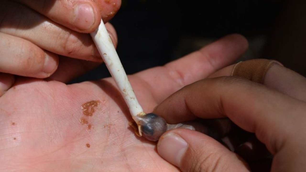 Yavru serçeyi arkeolojik eserlerin temizliğinde kullandığı "puar"la besledi