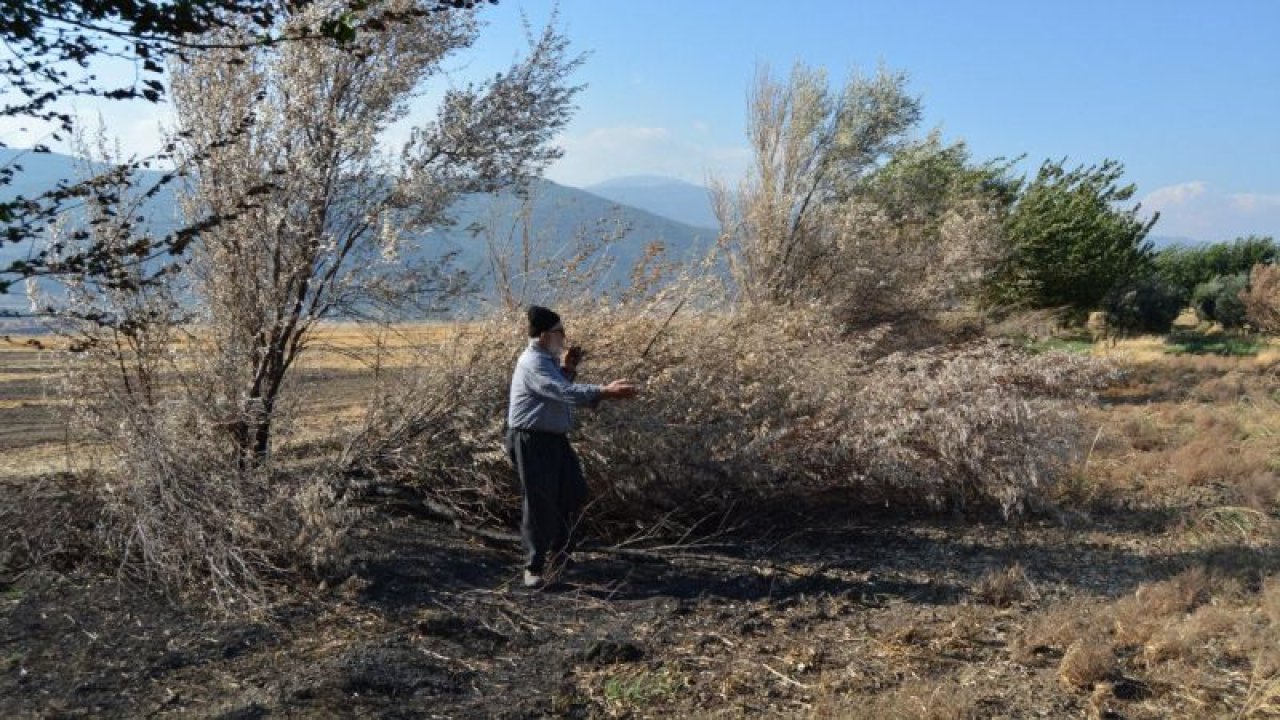 Anız yangını ekili alanlara zarar verdi