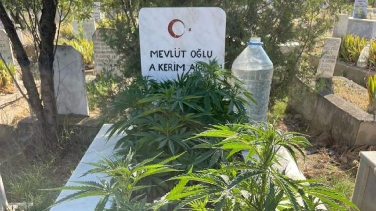 İlginç Olay...Anneanne ve dedesinin mezarına kenevir ekti