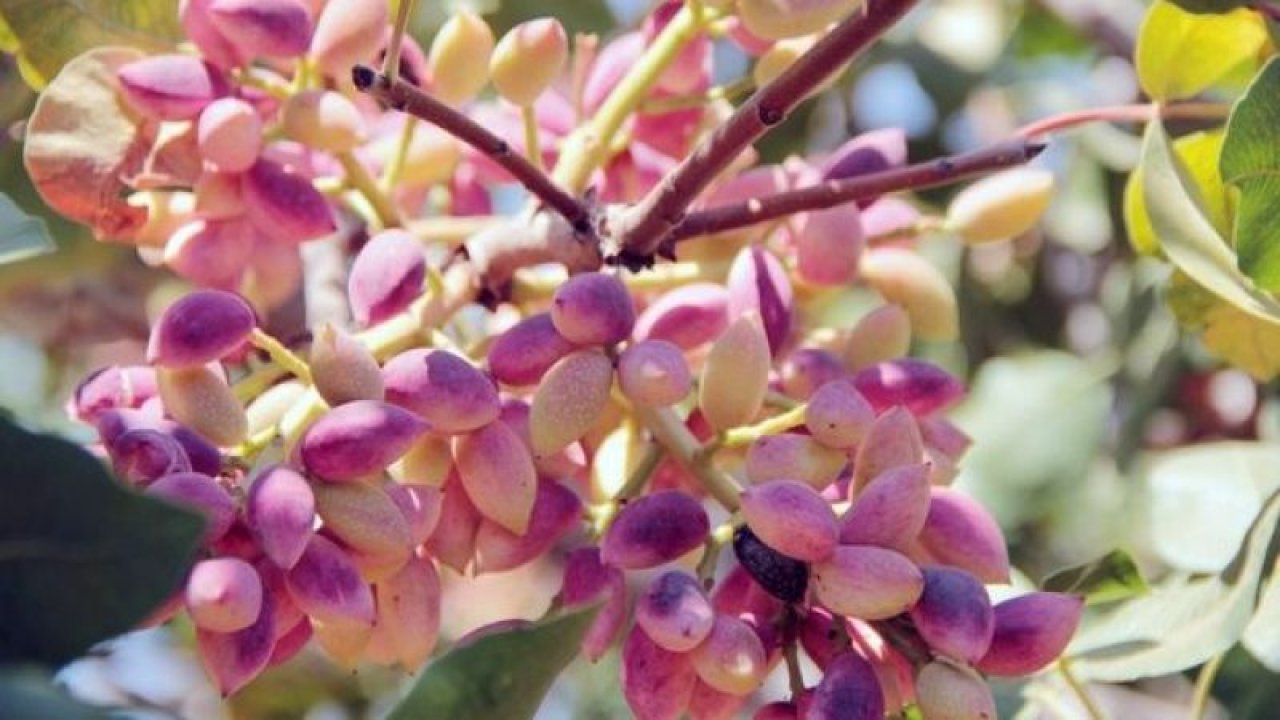 Fıstıkta büyük oyun oynanıyor