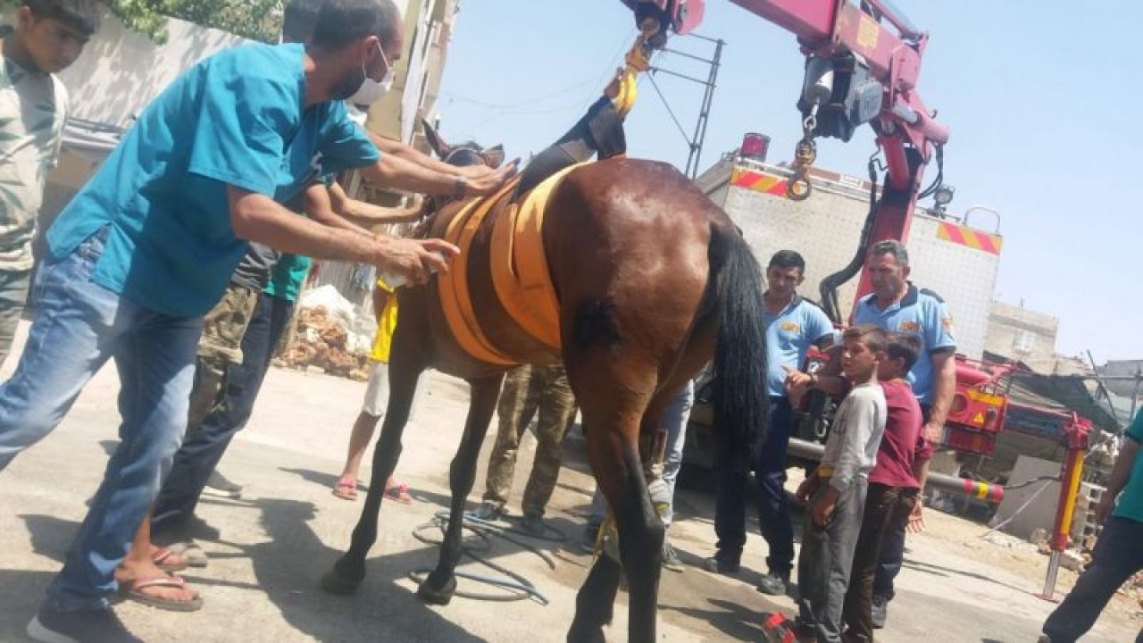 Son Dakika:Video Haber... ' Gaziantep’te ayağından yaralı olduğu için yol ortasında kaderine terk edildi!!