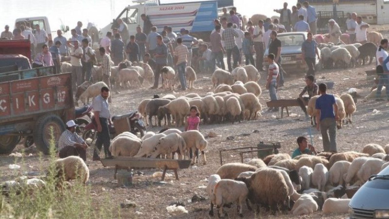 Özel Haber...Kurban Pazarlarında Üretici de tüketici de umduğunu bulamadı!