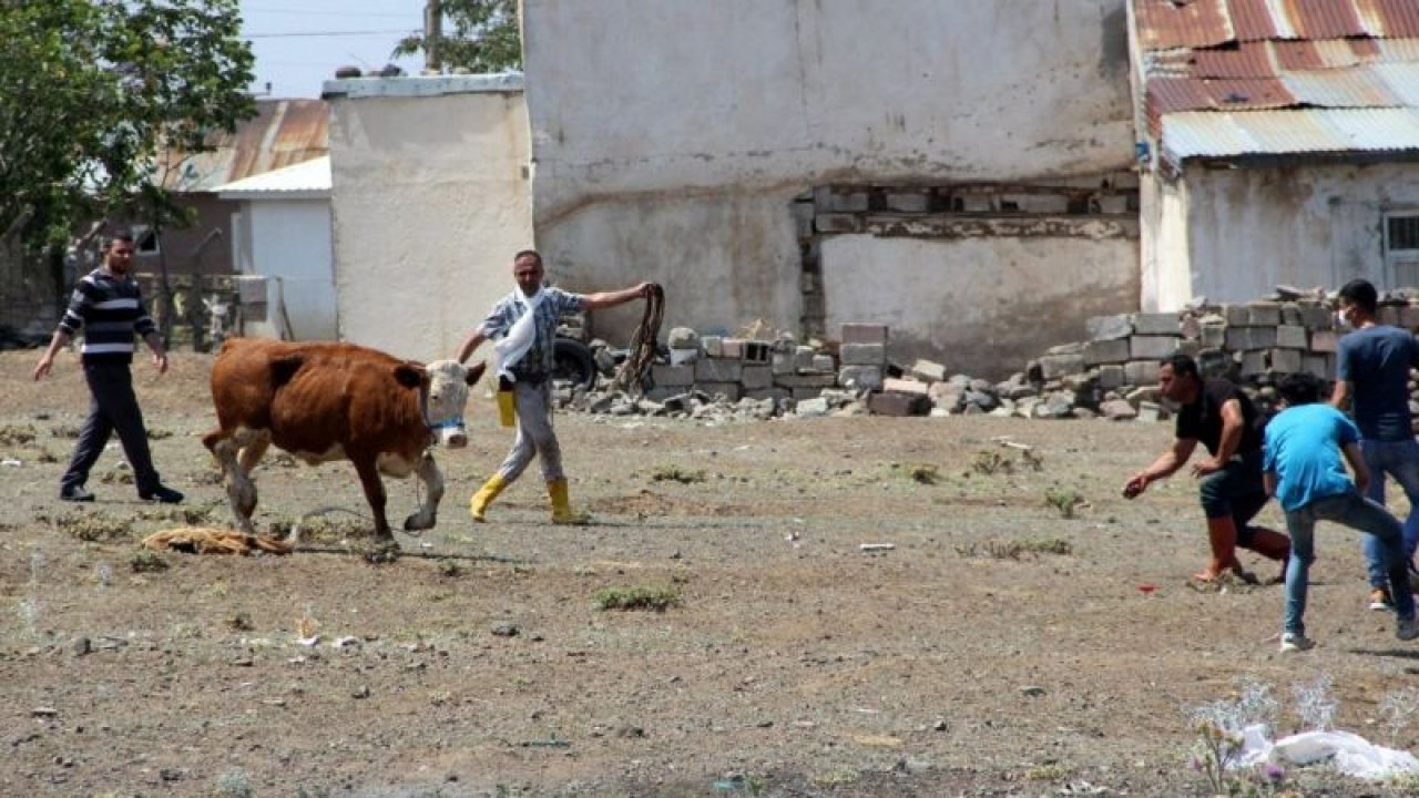 Son Dakika: Video Haber...Kaçan kurbanlık ortalığı birbirine kattı