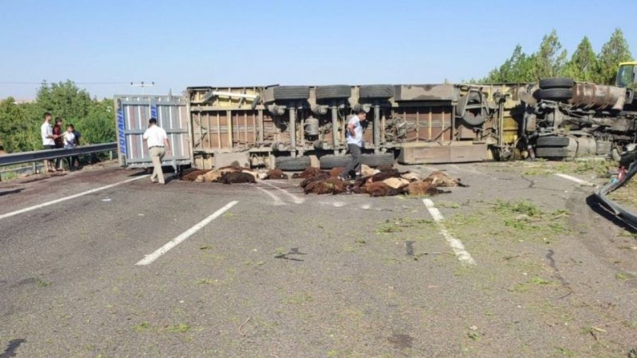 Son Dakika:Tırın devrilmesi sonucu 42 küçükbaş hayvan telef oldu