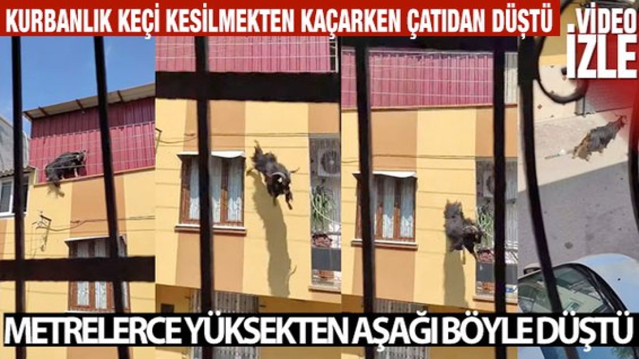 Video Haber: Kurbanlık keçi kesilmekten kaçarken çatıdan düştü