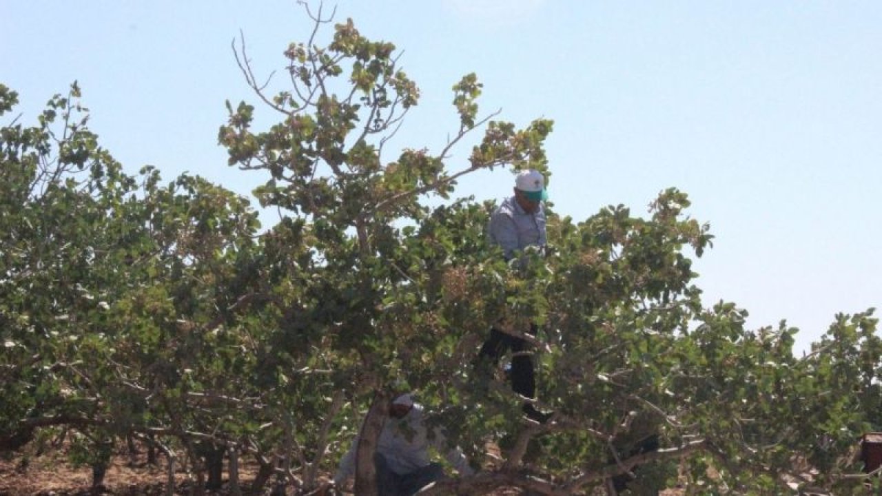 Video Haber:Fıstık hasadı başladı