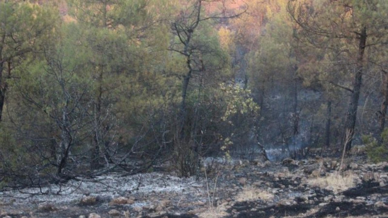 Video Haber...Kilis’teki orman yangını 5 buçuk saatte güçlükle kontrol altına alındı