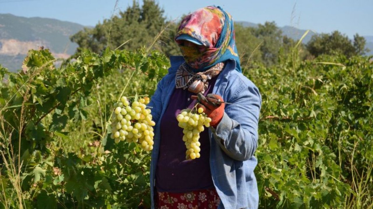 Foto Haber: İslahiye Ovası'nda üzüm hasadı başladı