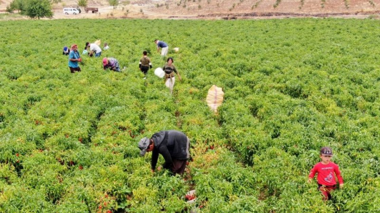 Gaziantep'te En acı ‘hasat’ başladı