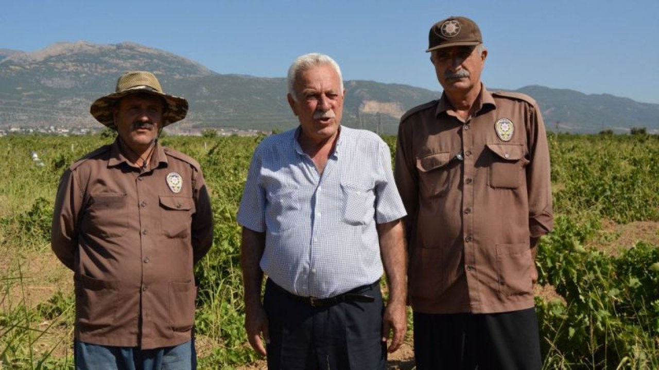 Üzümler hırsızlığa karşı bekçiyle korunuyor